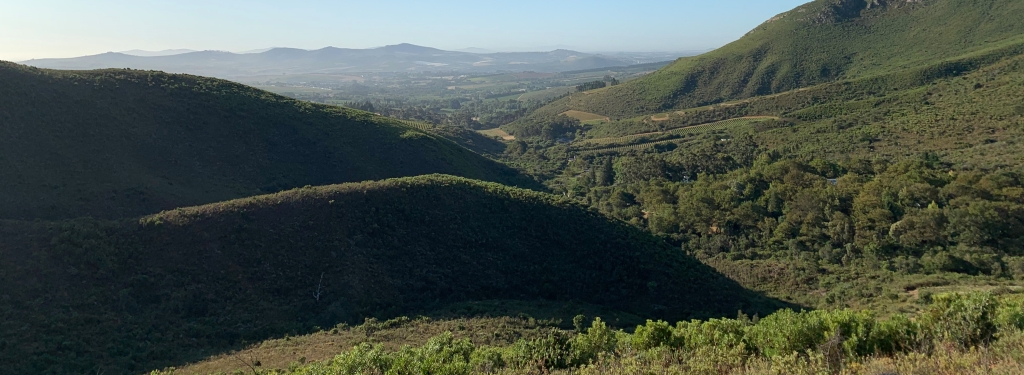 view of the wine hills around stellenbosch (South Africa). Everything is green and one can see very far.